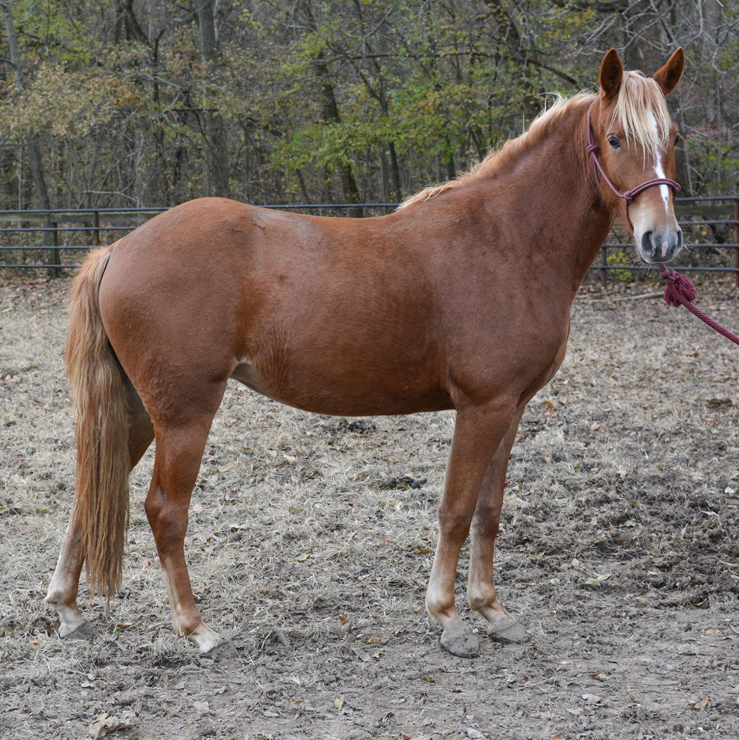 Last week's pet, still available: April